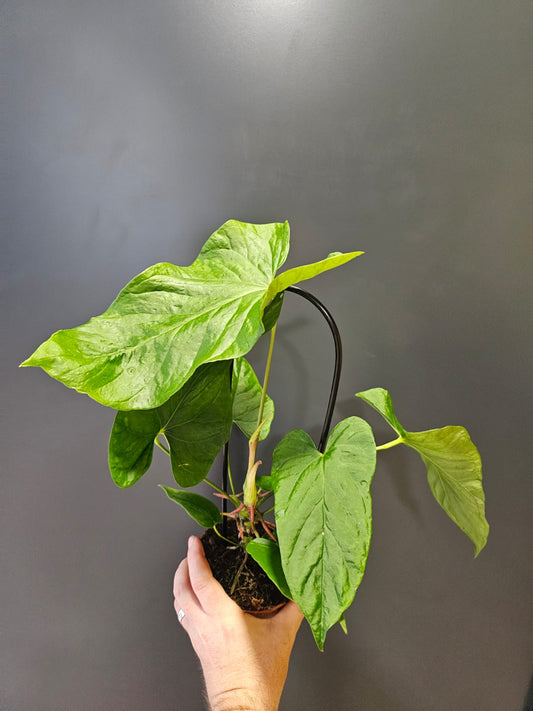 Non-flowering Anthurium, Queen Anthurium, multitude of green leaves leading from a brown plant pot. Black plastic arch in the centre holding stems together. Frontal