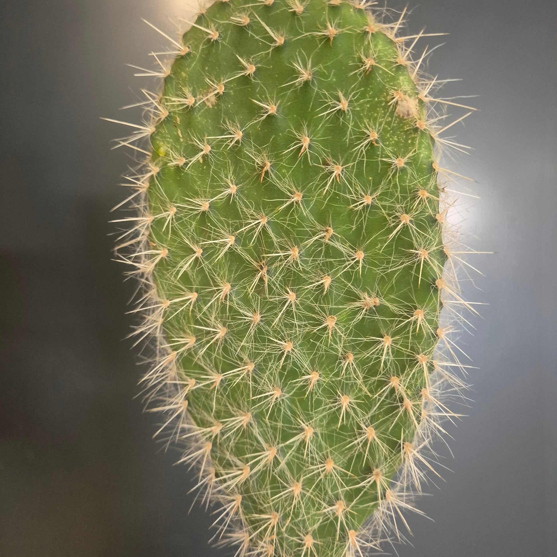 A close-up of a g Opuntia Bunny Ears Cactus pad covered in dense cream-colored spines, set against a dark grey background.