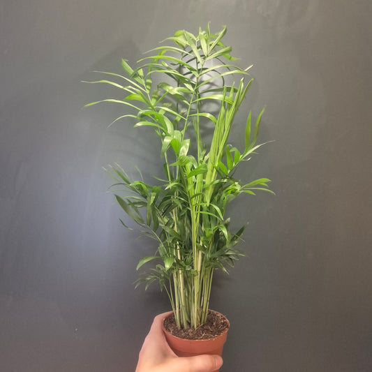 A potted Parlour Palm plant with long, slender feather-like leaves in a small brown pot, held by a person's hand against a dark grey background.