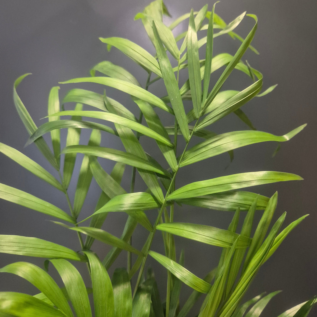 Feathery green palm leaves set against a dark grey background.