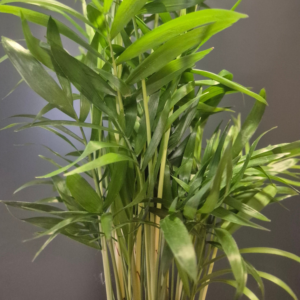 Parlour Palm with long narrow leaves and tan stems, photographed against a plain grey background.