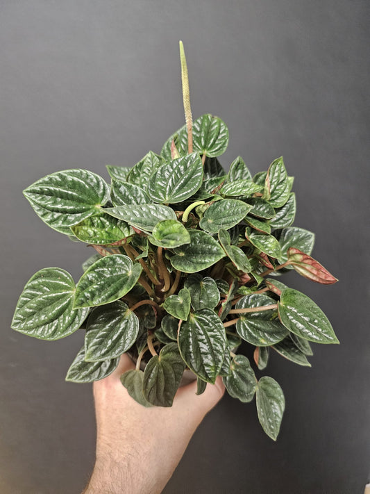 Peperomia rosso - Radiator Plant | Houseplant