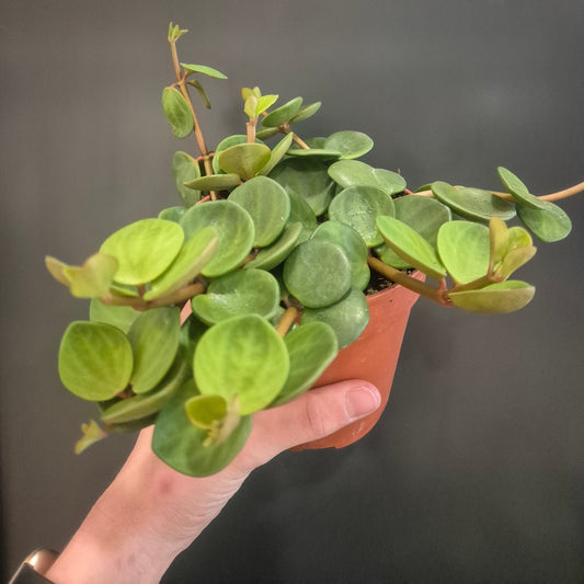 Hand holding a bunch of green leaves against a dark background