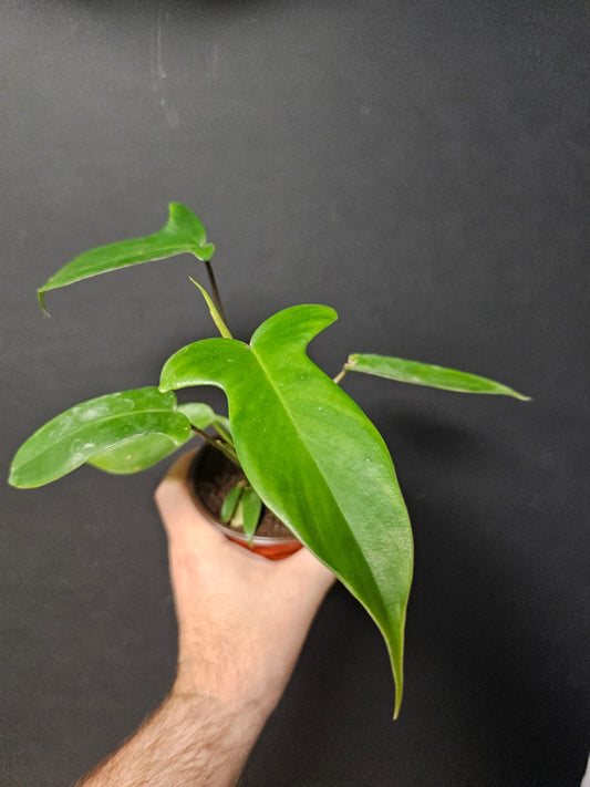 Philodendron Florida Green | Houseplant