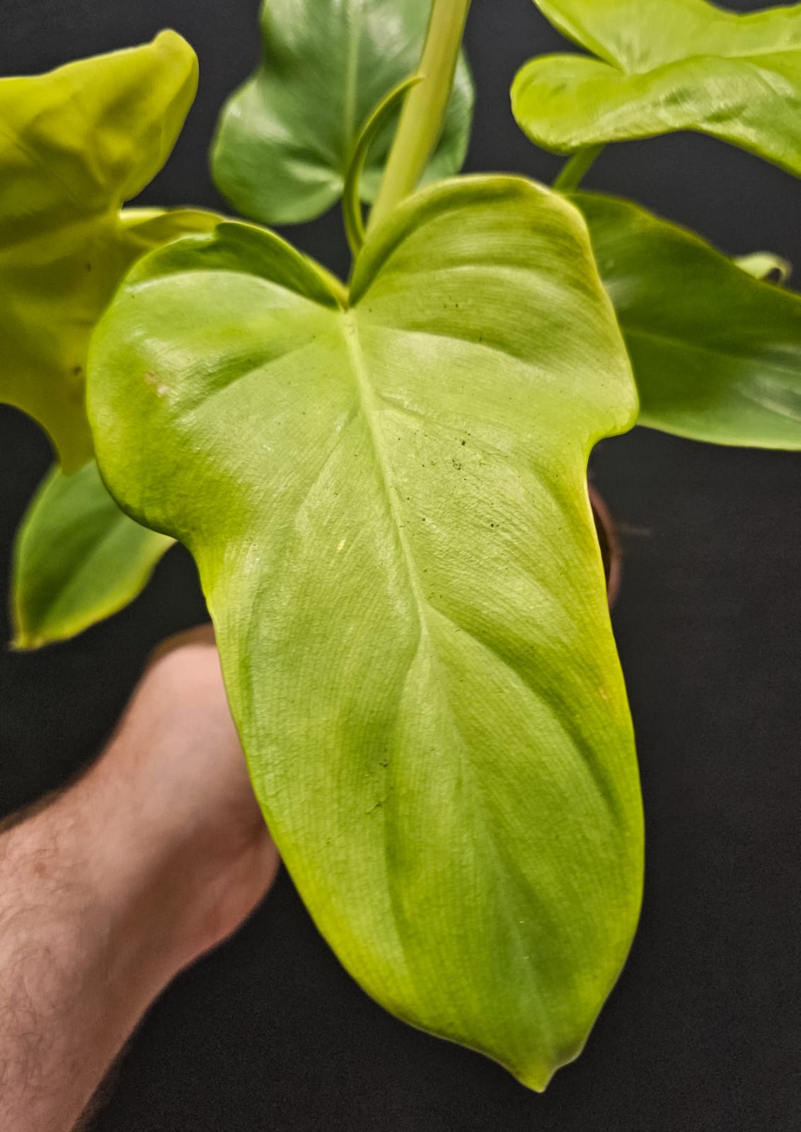 Philodendron Florida Green | Houseplant