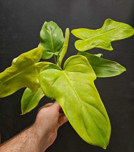 Philodendron Florida Green | Houseplant