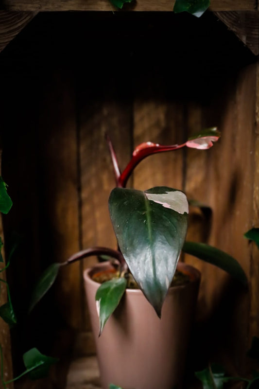 Philodendron erubescens | Philodendron Pink Princess | Houseplant | 12cm