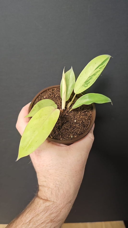 Philodendron Snowdrift | Houseplant