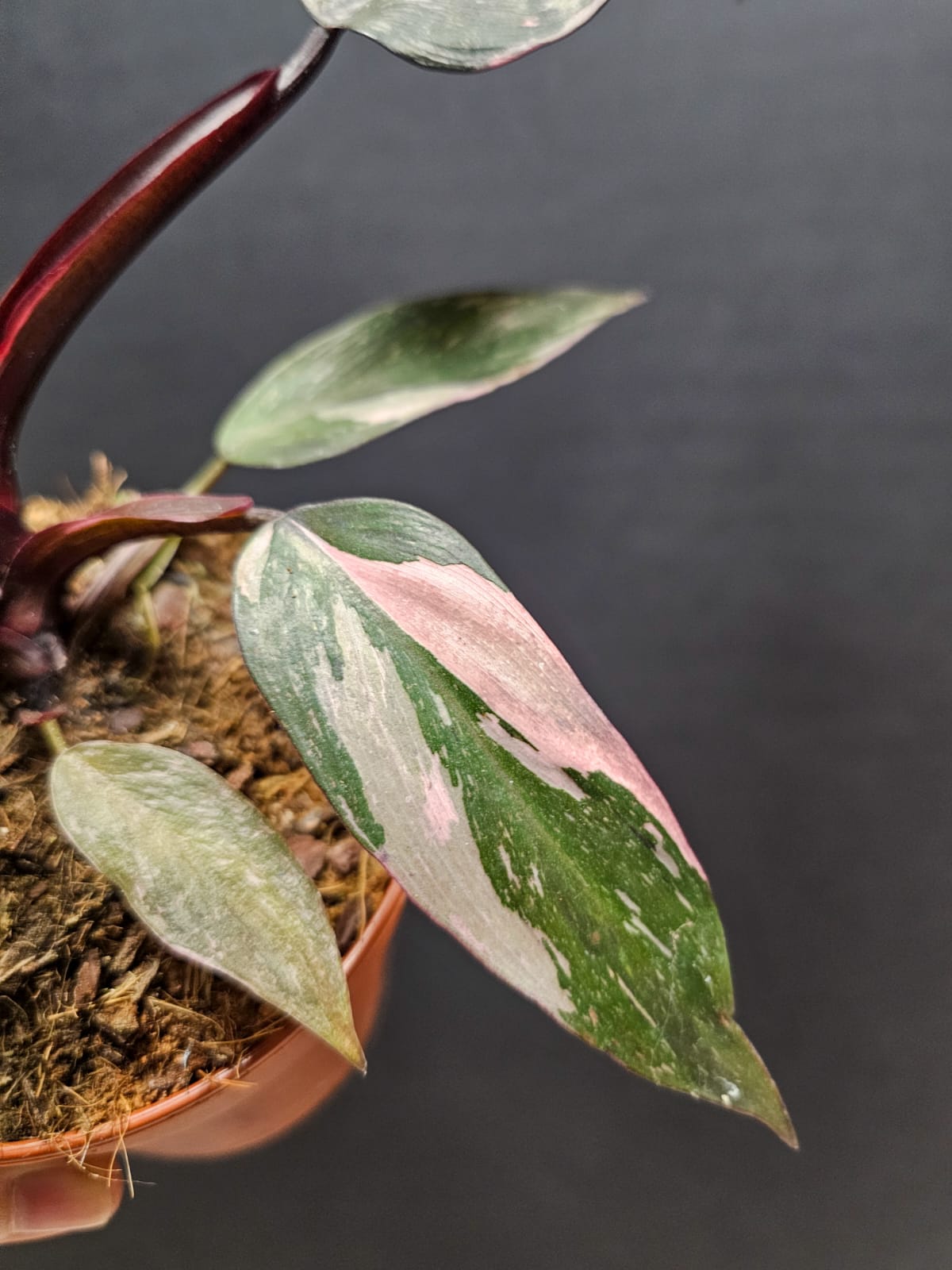 Philodendron Pink Princess - Houseplant