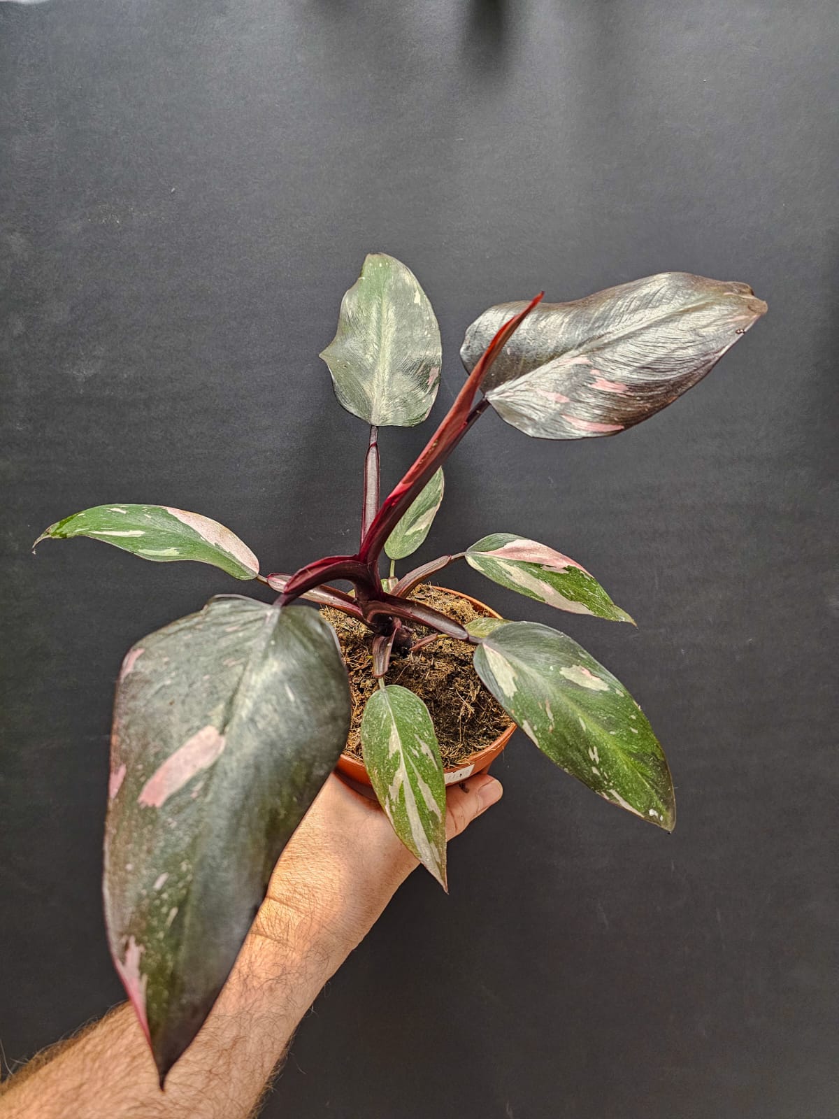 Philodendron Pink Princess - Houseplant