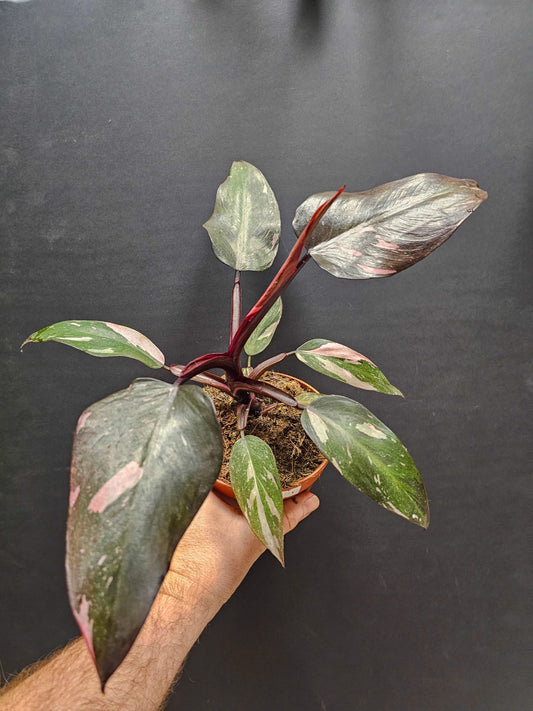 Philodendron Pink Princess - Houseplant