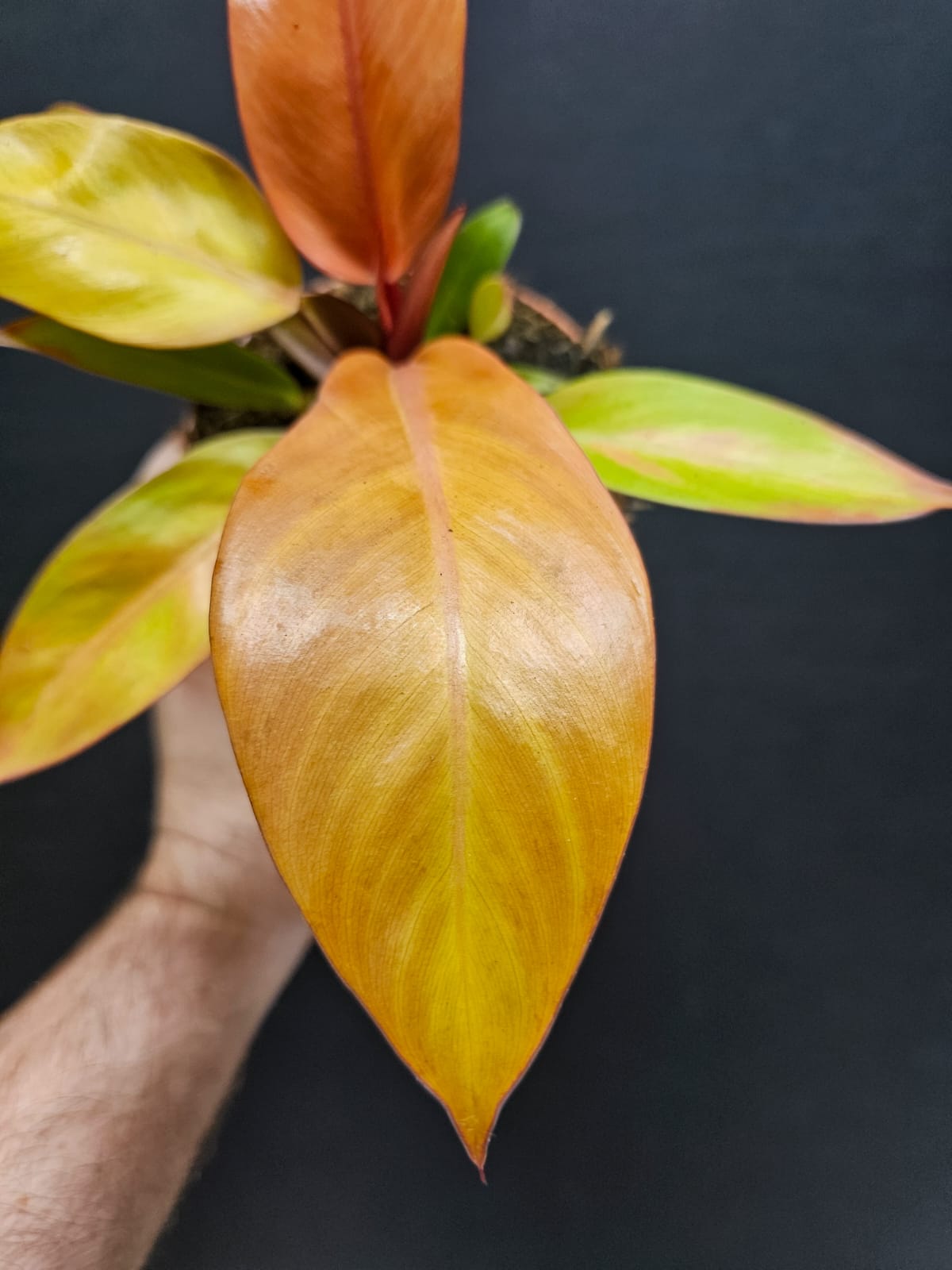 Philodendron Prince Of Orange - Houseplant