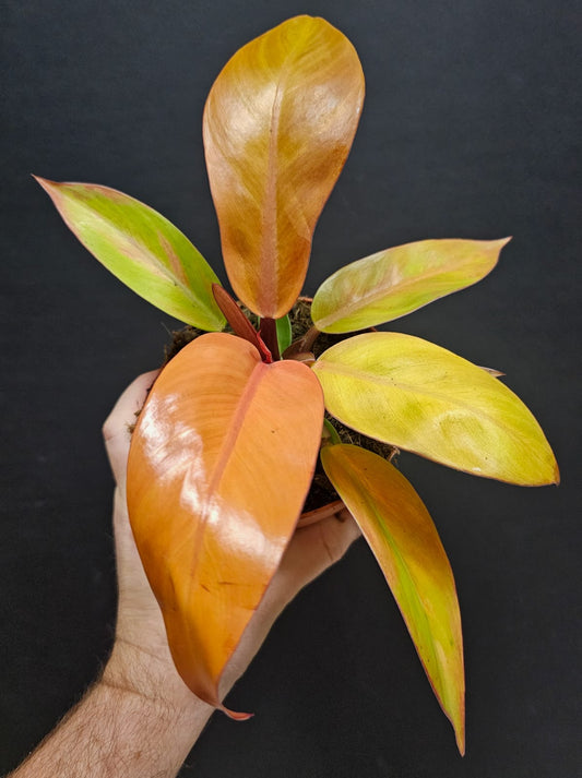 Philodendron Prince Of Orange - Houseplant