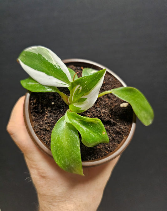 Philodendron White Knight Small | Houseplant