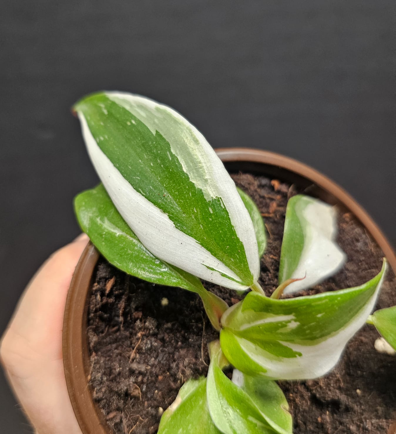 Philodendron White Knight Small | Houseplant