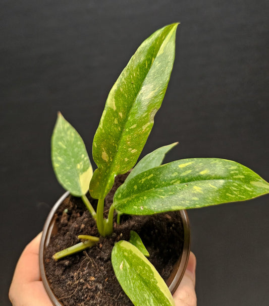 Philodendron Ring Of Fire | Houseplant