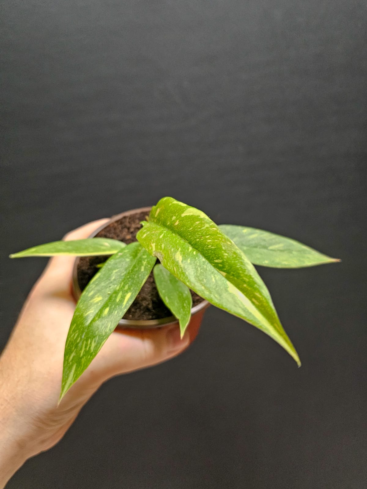 Philodendron Ring Of Fire | Houseplant