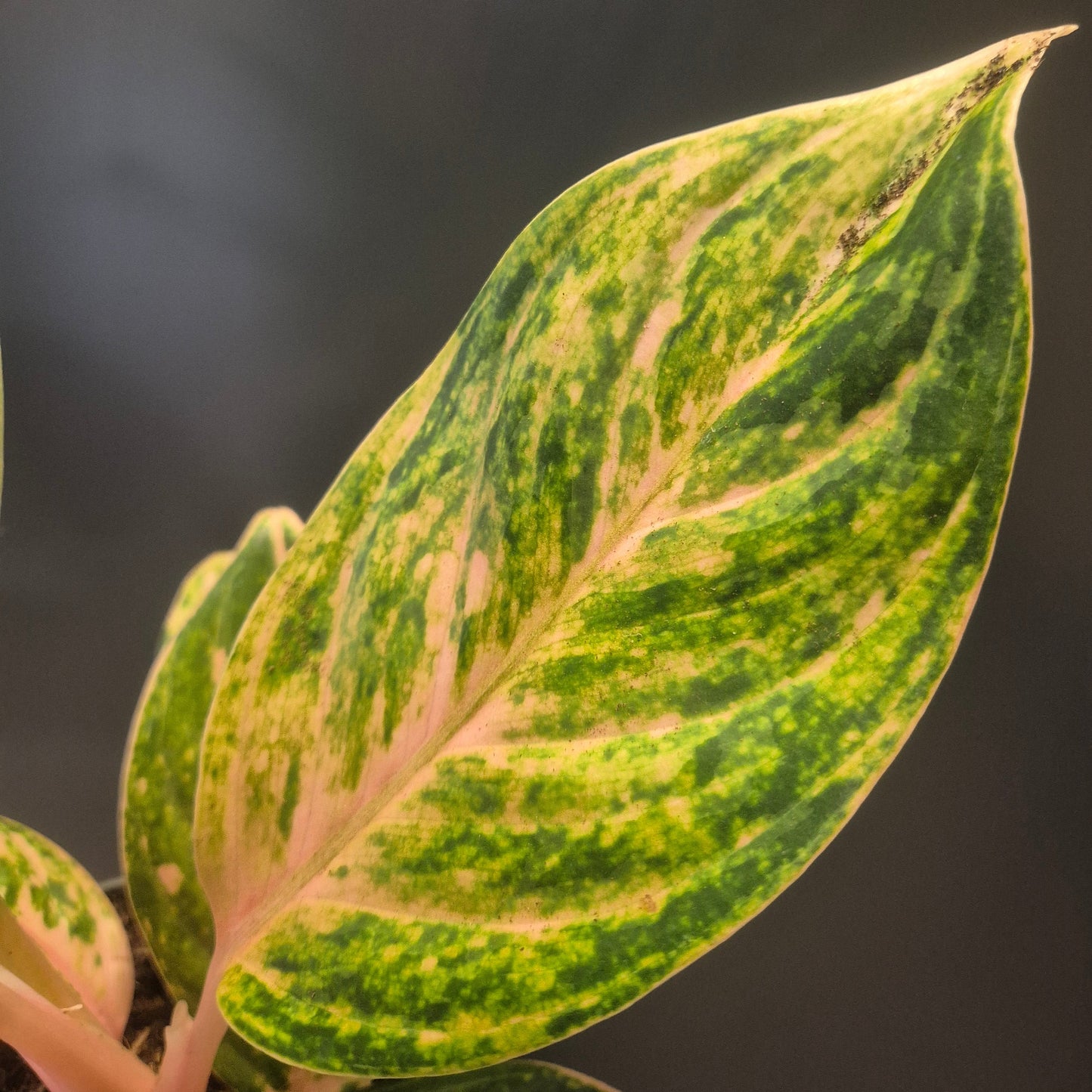 Close-up of an Aglaonema variegated green and yellow leaf against a dark background