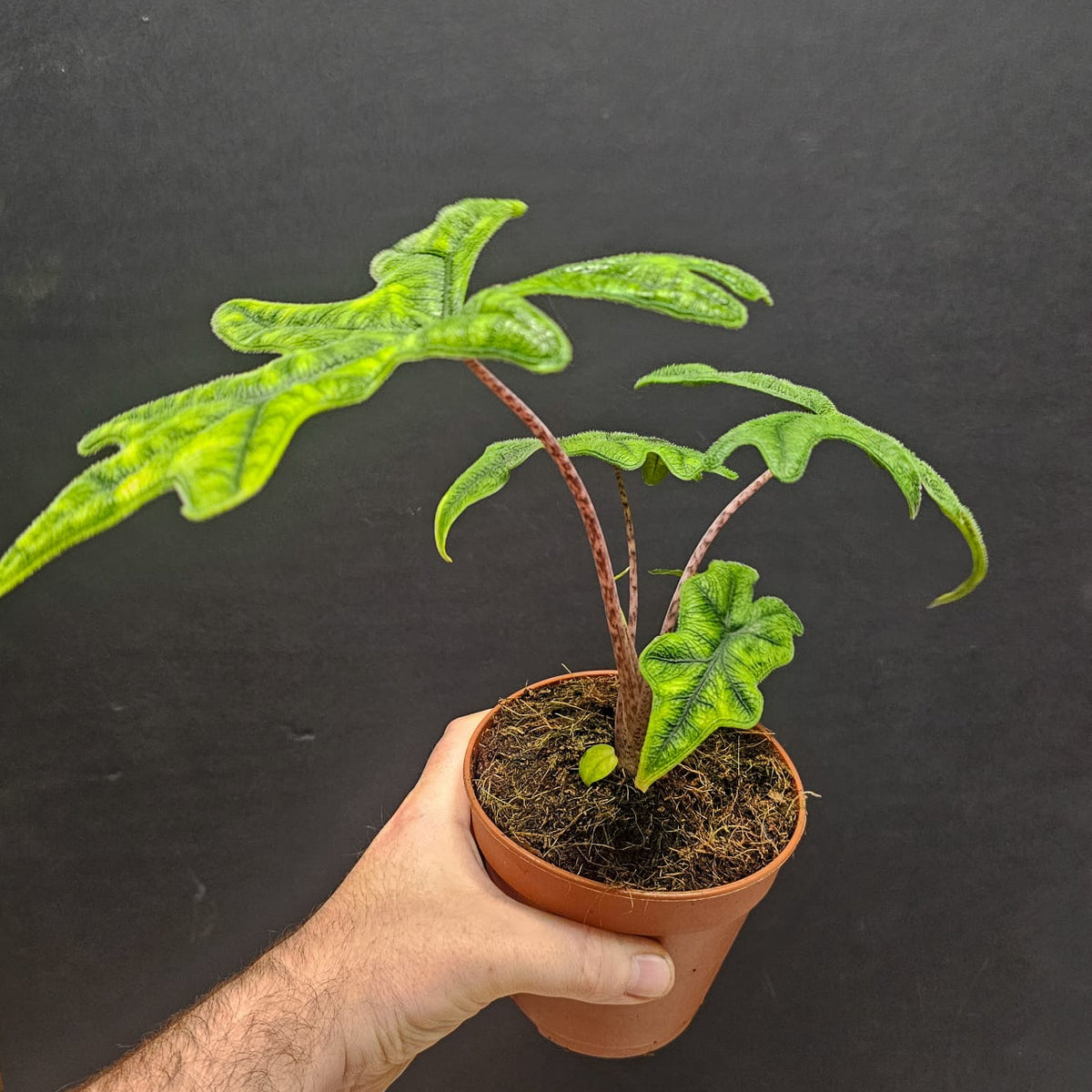 Hand holding a potted Alocasia Jacklyn Houseplant against a dark background