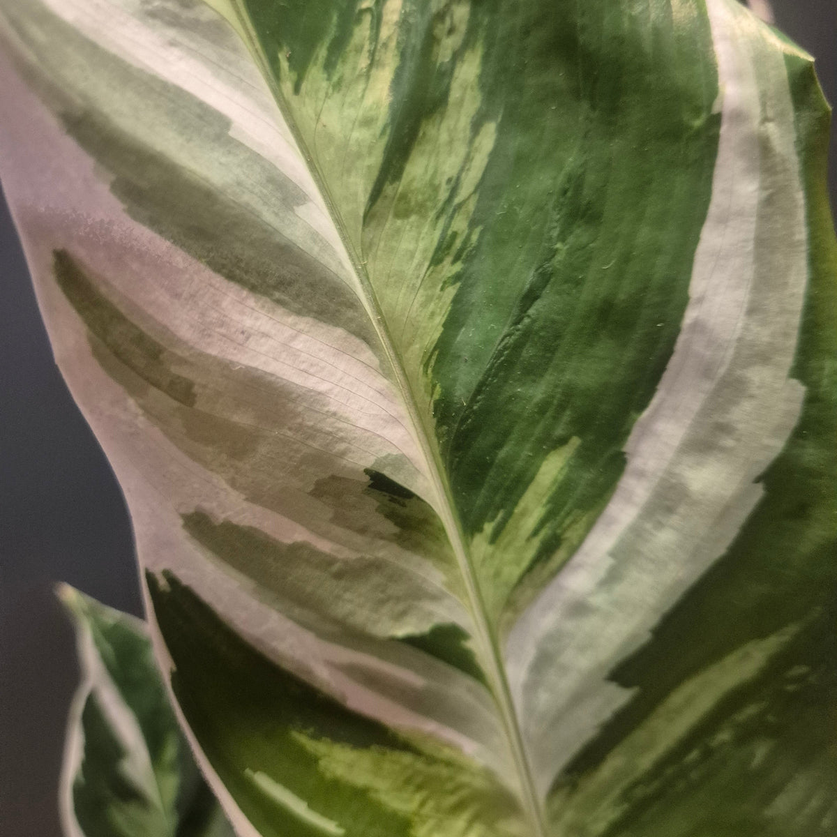 Close-up of a variegated houseplant leaf with broad green and creamy white stripes, photographed against a dark grey background.