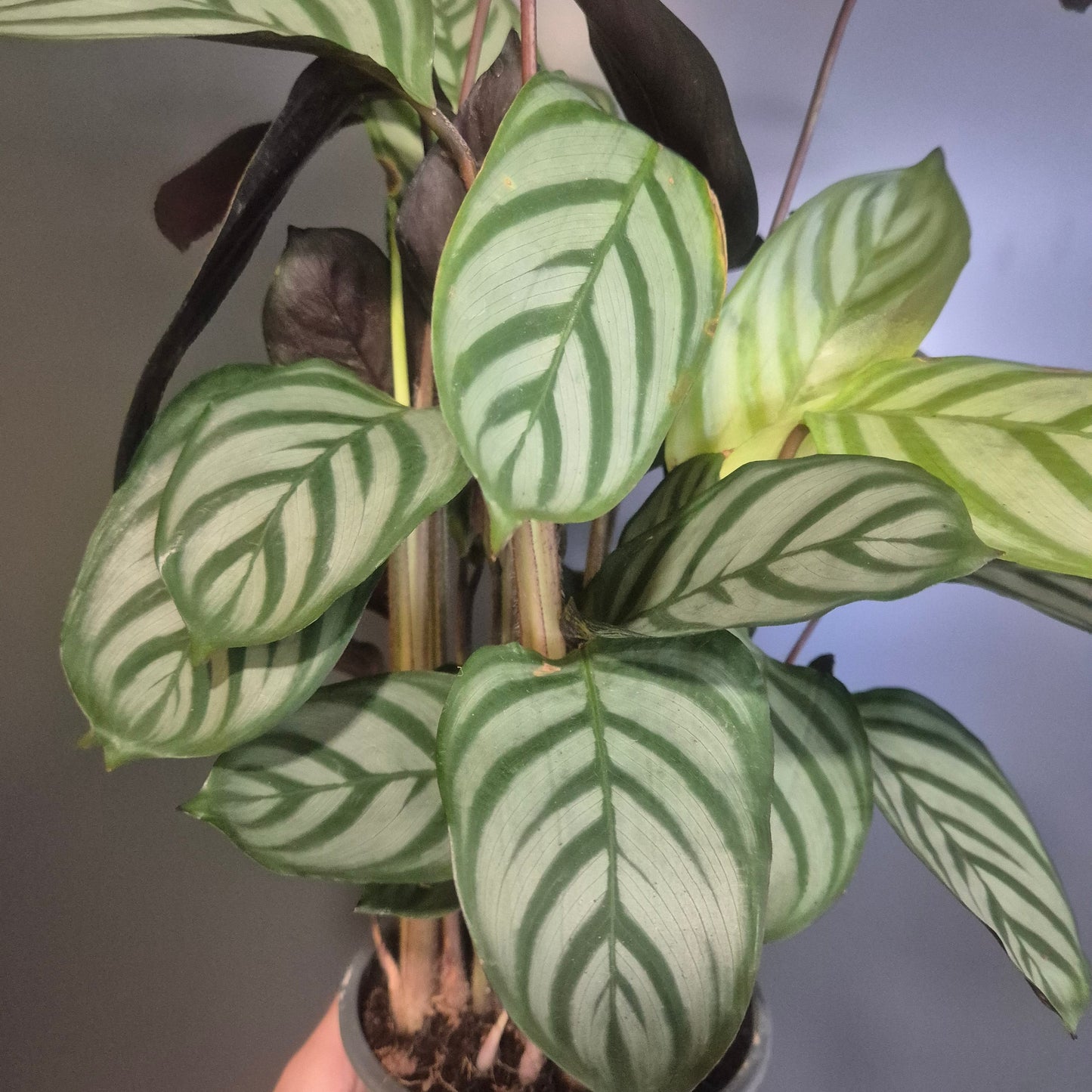 A potted Calathea houseplant with distinctive green and white striped leaves, held by a hand on the right side against a neutral gray background.