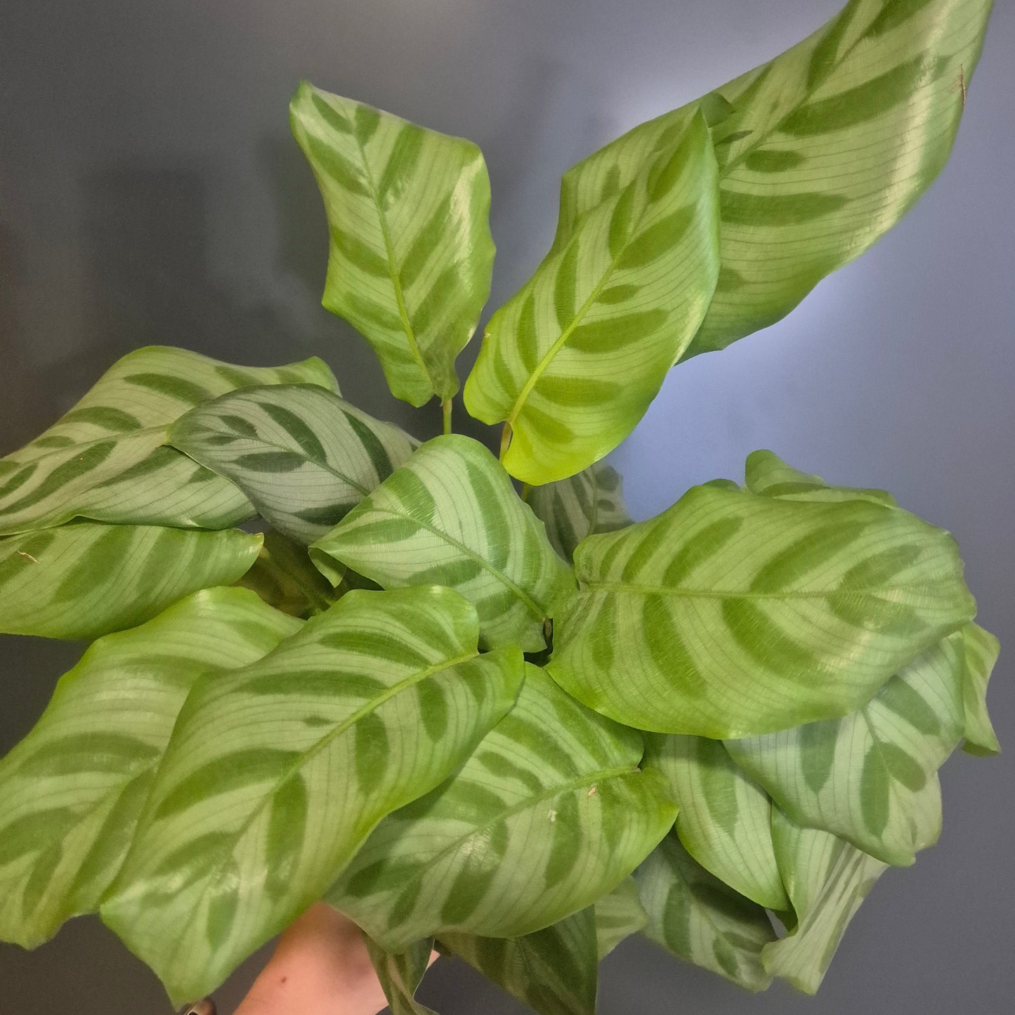A close-up of a green patterned houseplant with large variegated leaves, held by a person's hand against a dark grey background.