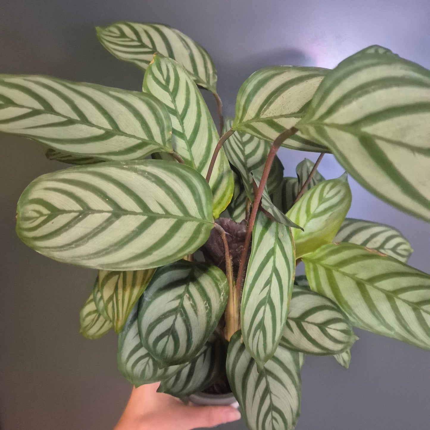 A potted Calathea plant with distinctive green and white striped leaves, held by a person's hand against a dark gray background.