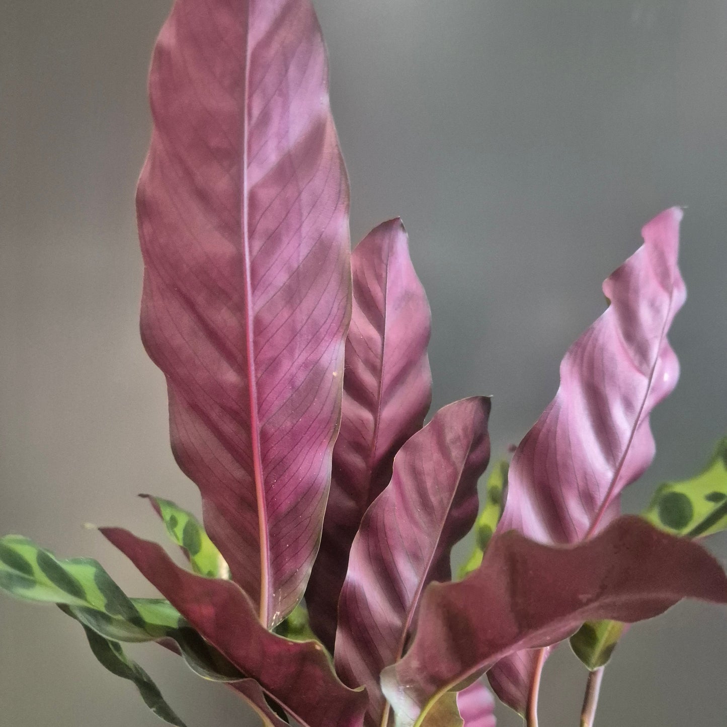 A close-up of a Calathea plant with wavy, burgundy-purple leaves and small green leaves with white stripes, set against a neutral gray background.