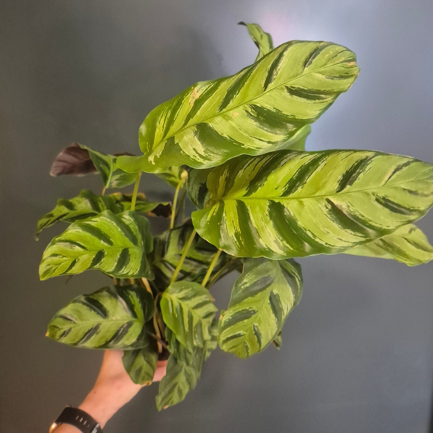 A Calathea Louisae houseplant with distinctive green and orange variegated leaves, held by a hand against a dark grey background.
