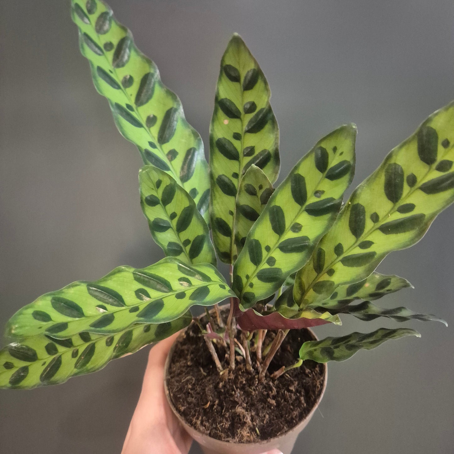A potted Calathea Lancifolia plant with distinctive green and dark green patterned leaves, held by a hand against a neutral grey background.