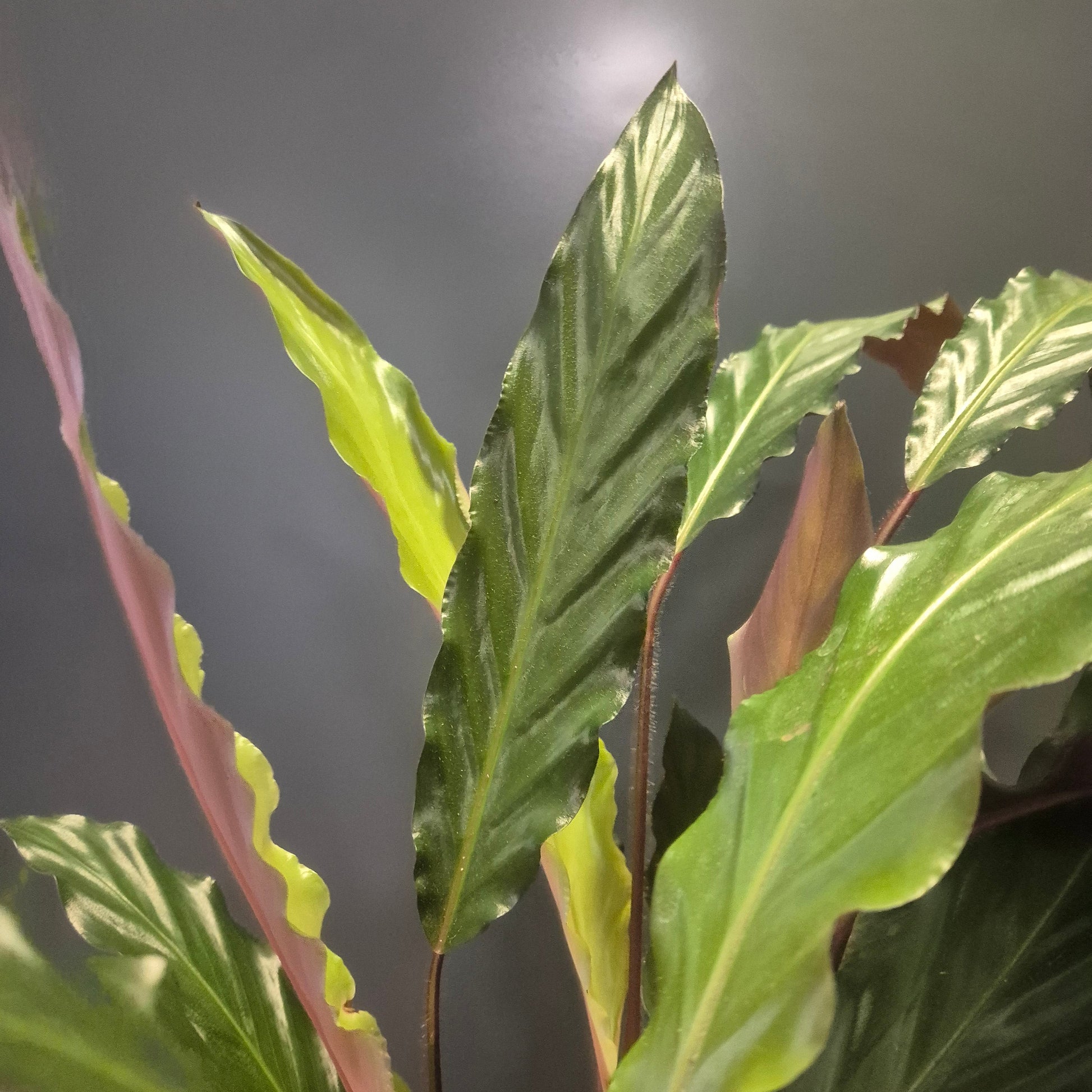 Close-up of green leaves with a blurred grey background