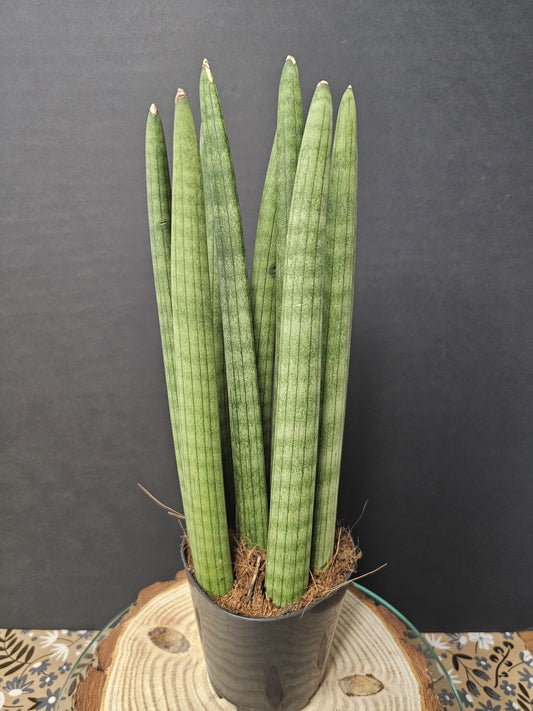 Sansevieria suffruticosa - Snake Plant | Houseplant