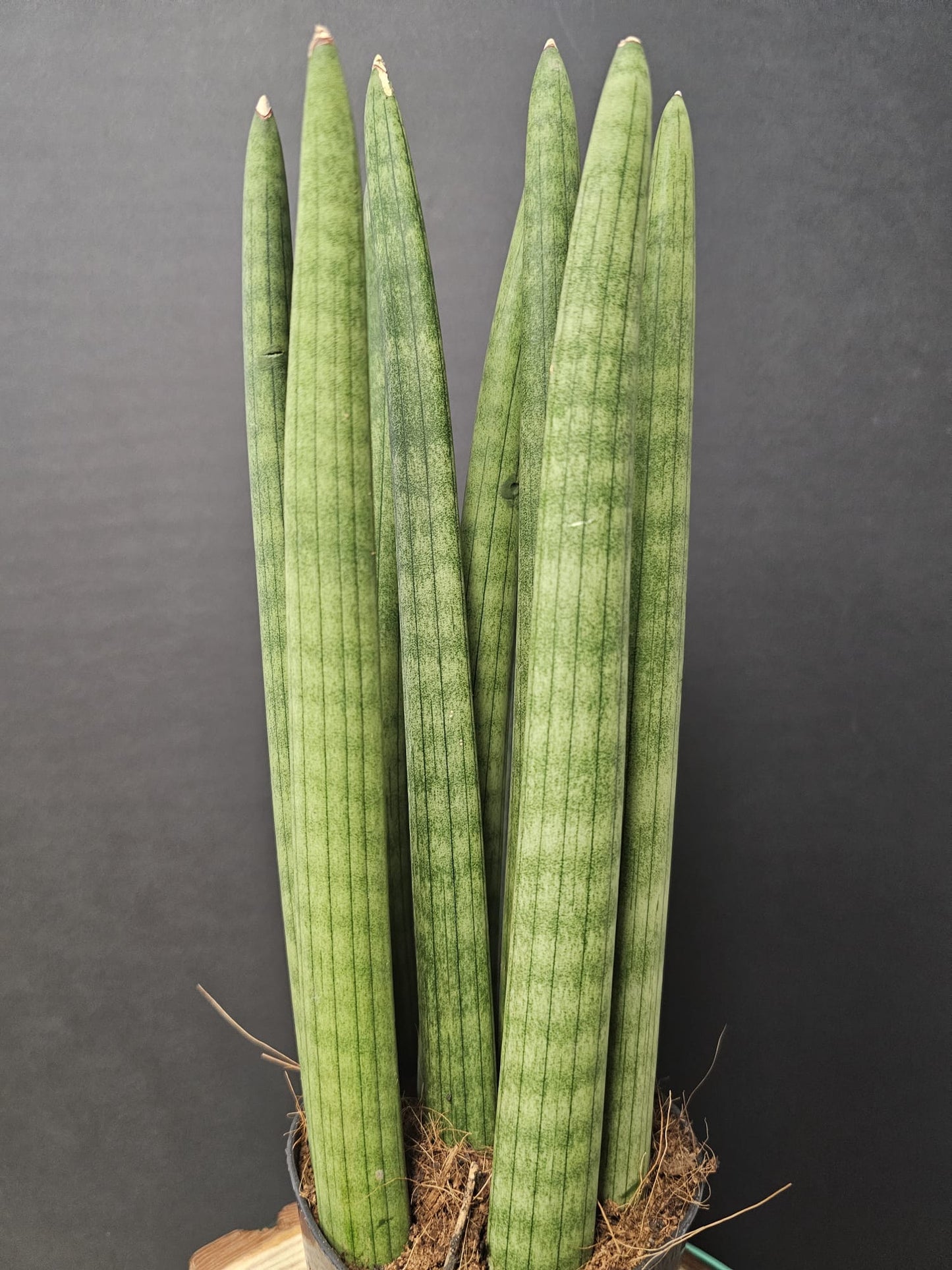 Sansevieria suffruticosa - Snake Plant | Houseplant