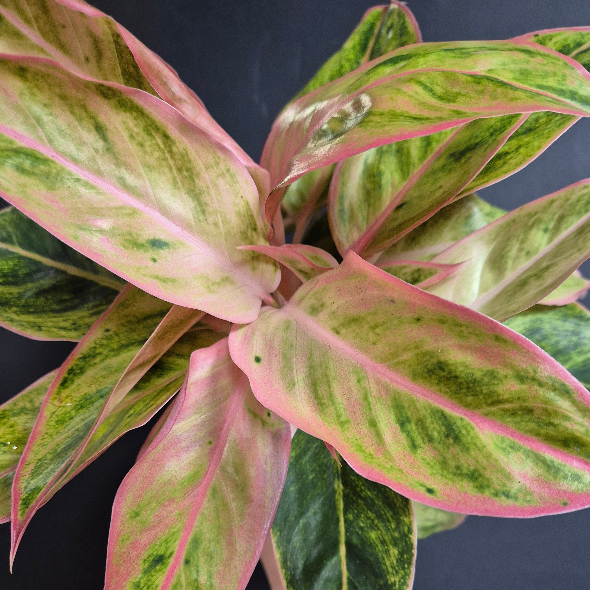 Variegated green and pink leaves with a dark background