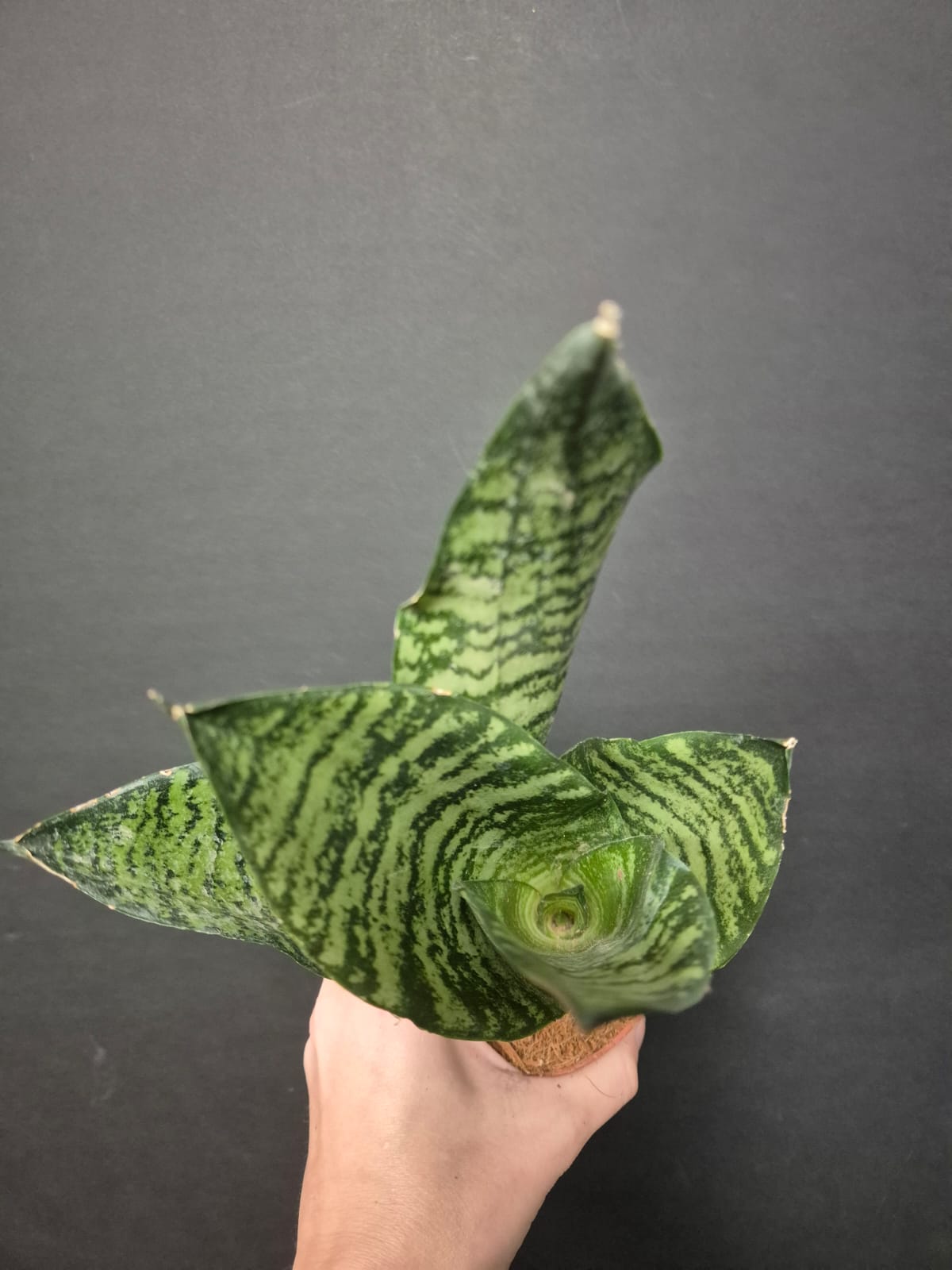 Sansevieria Hahnii - Snake Plant | Houseplant
