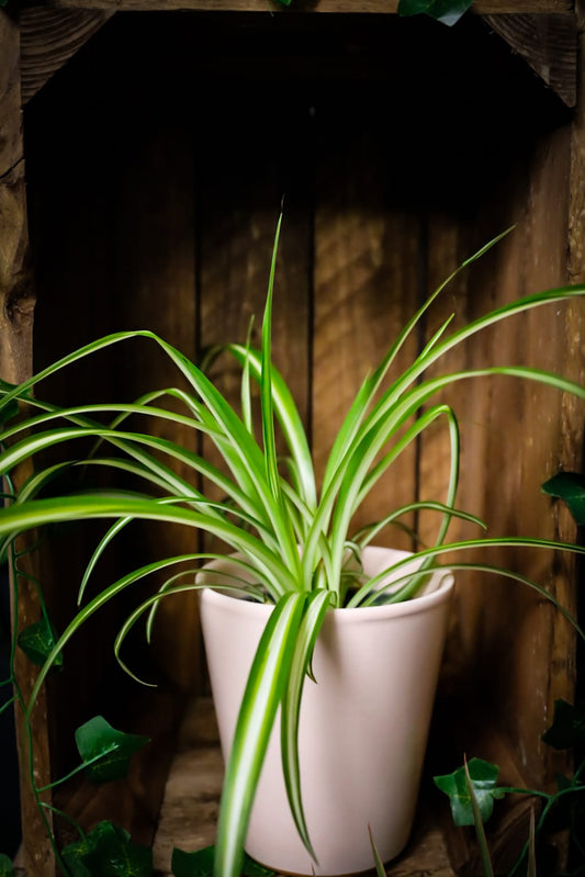 Chlorophytum | Spider Plant | Houseplant | 12cm