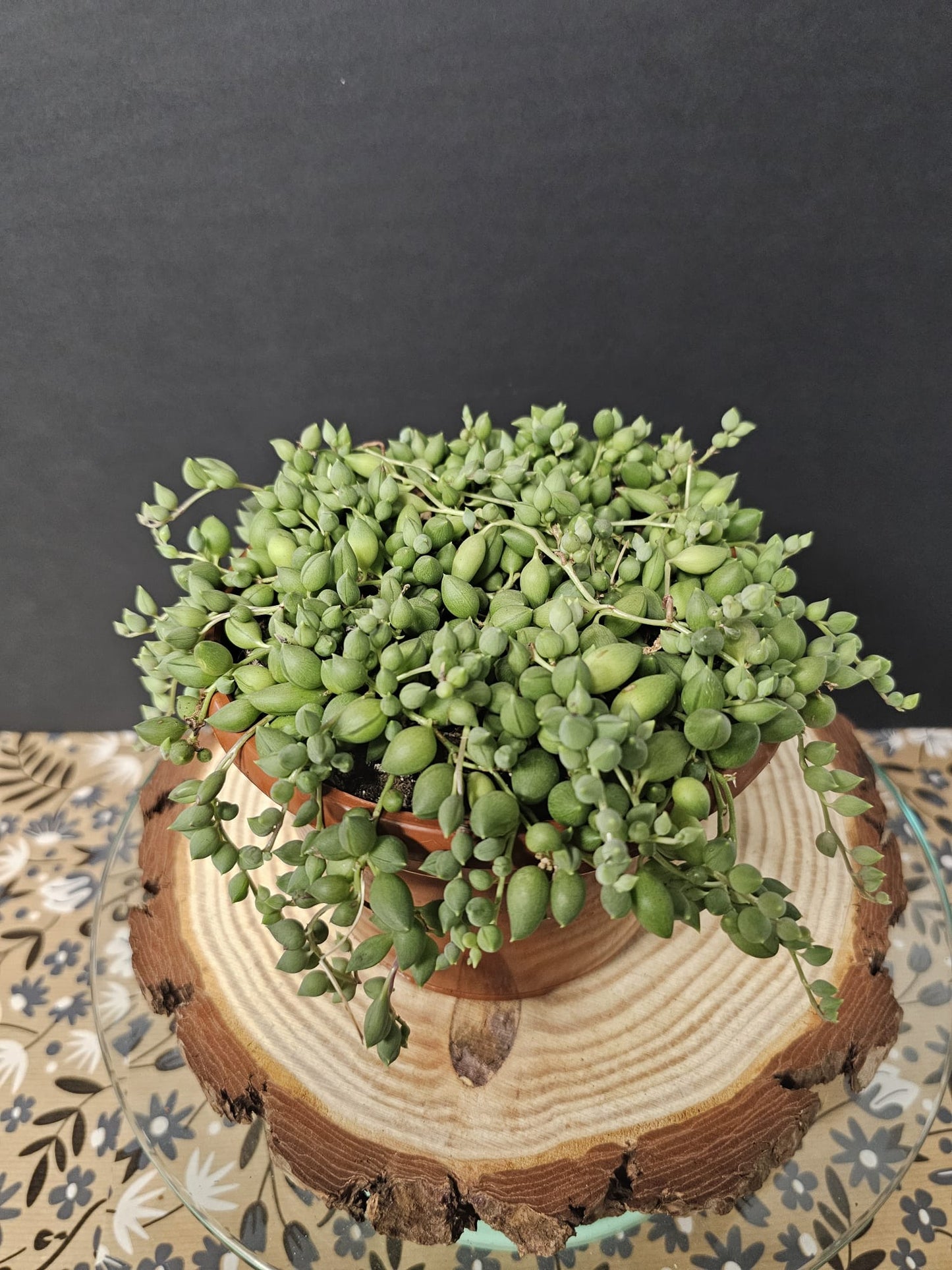String Of Pearls - Senecio rowleyanus | Houseplants