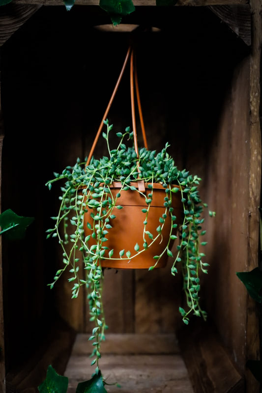 Senecio rowleyanus | String of Beads | Houseplants | 12cm