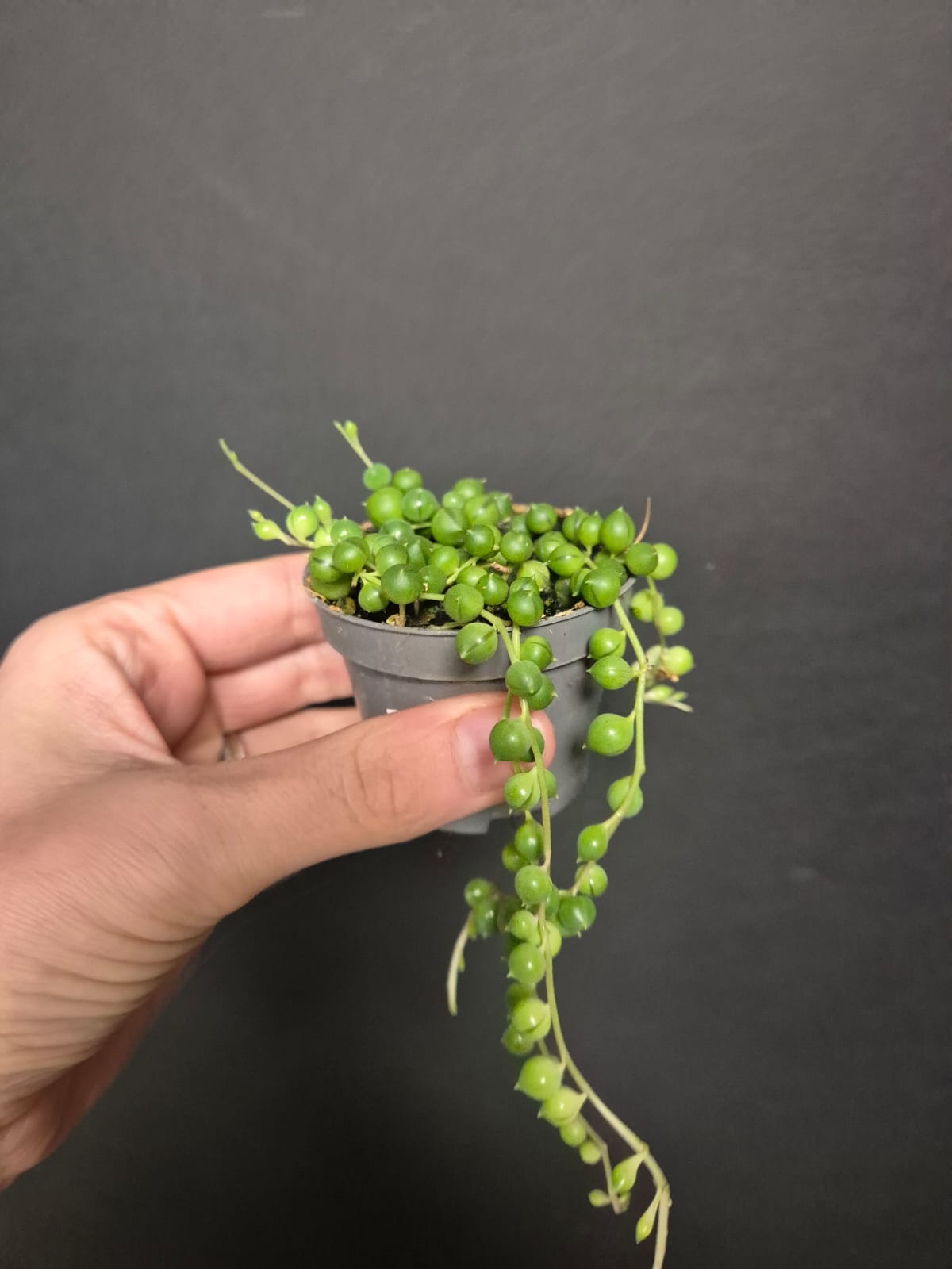 String Of Pearls - Senecio rowleyanus | Houseplants