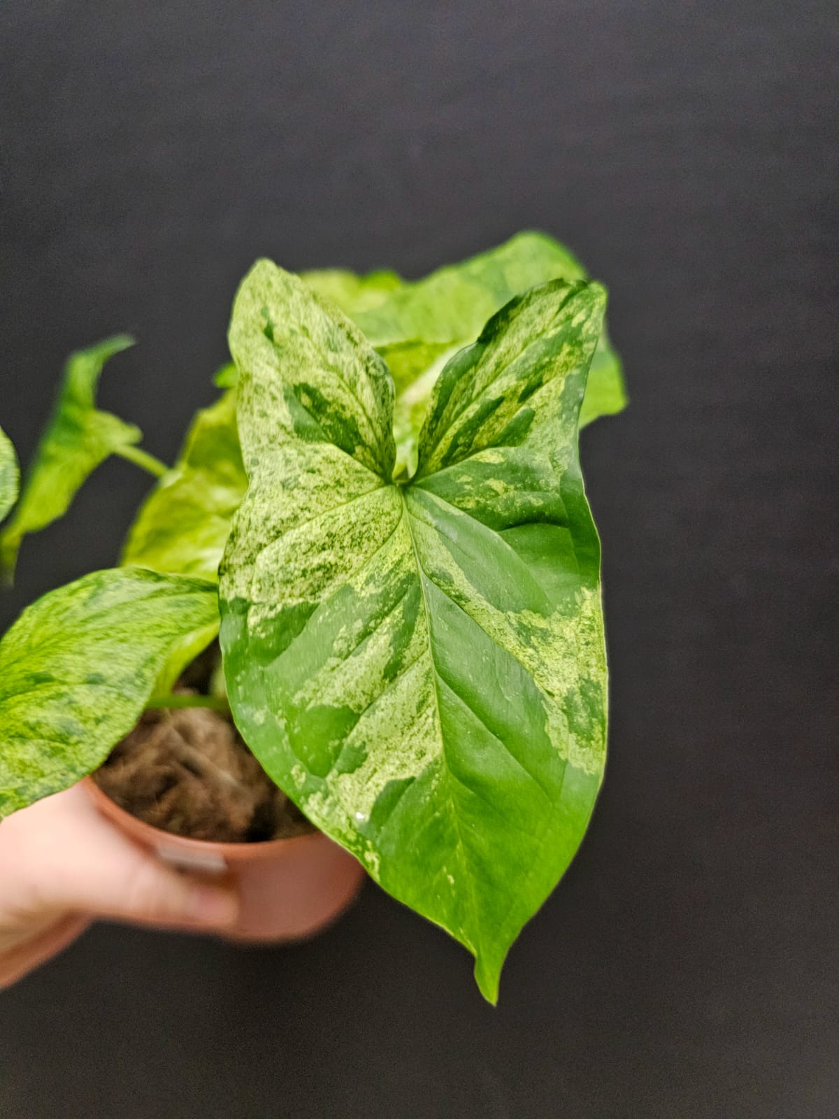 Syngonium Mottled Arrowhead | Houseplant