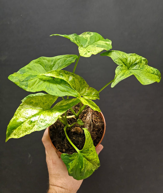 Syngonium Mottled Arrowhead | Houseplant
