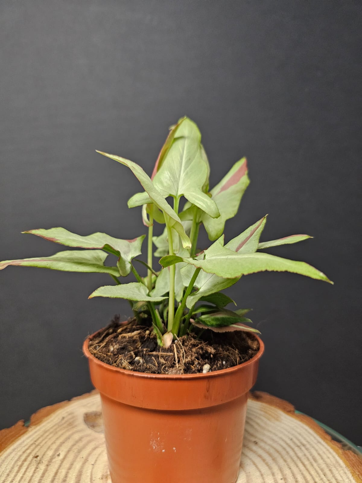 Syngonium Orm Nakpun Variegata  | Variegated Arrowhead | Houseplant