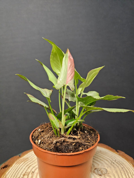 Syngonium Orm Nakpun Variegata  | Variegated Arrowhead | Houseplant