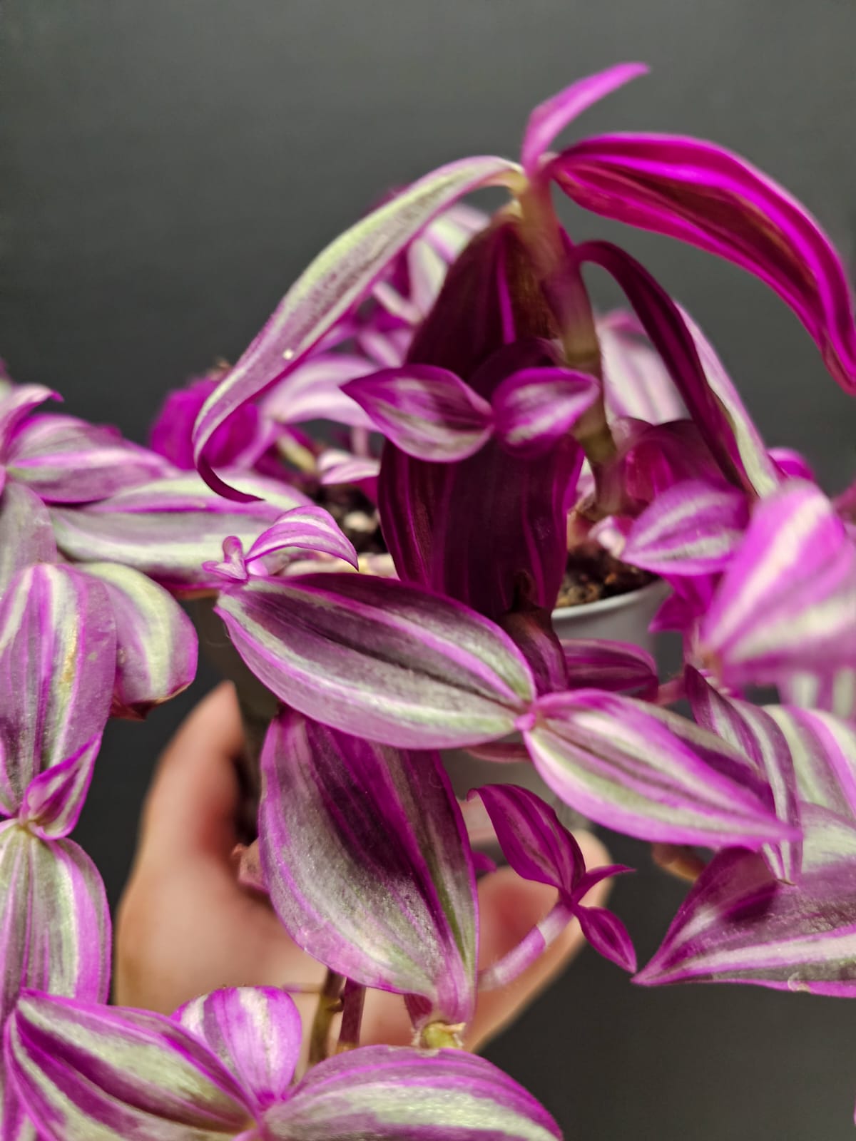 Tradescantia - Pink Paradise | Houseplant