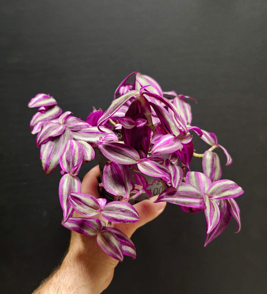 Tradescantia - Pink Paradise | Houseplant