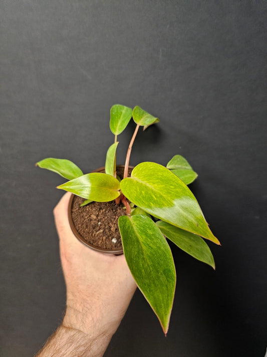 Philodendron Warscewiczii Flavum - Golden Philodendron | Houseplant