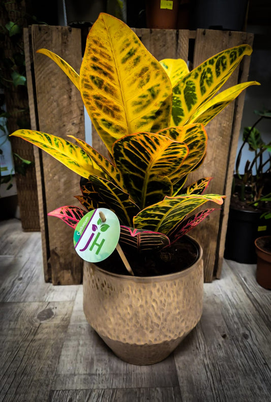 Codiaeum | Croton | Houseplant | 17cm