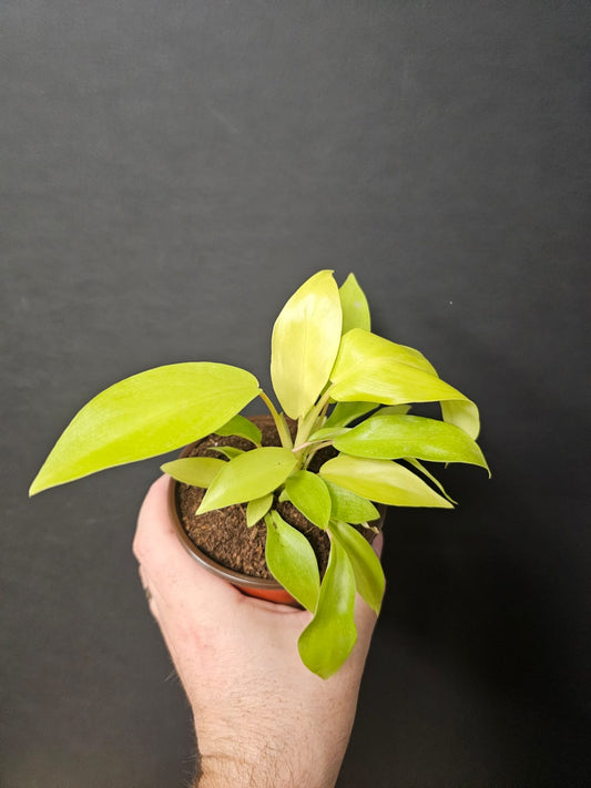 Philo Hederaceum lemon lime - Neon Philodendron | Houseplant