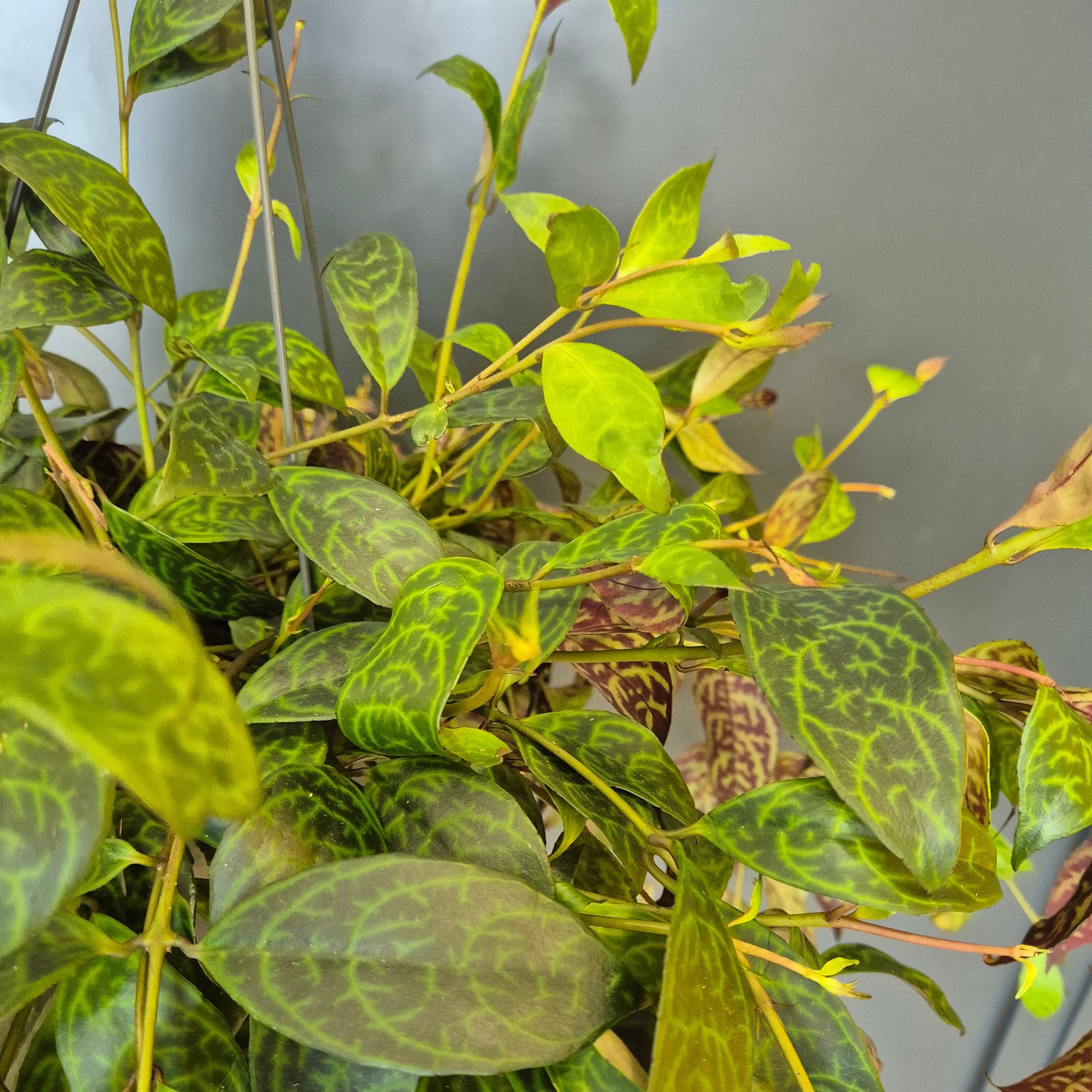 A close-up of the Aeschynanthus houseplant with glossy green leaves featuring prominent yellow marbling and some lighter yellow-green new growth, photographed against a plain grey background.