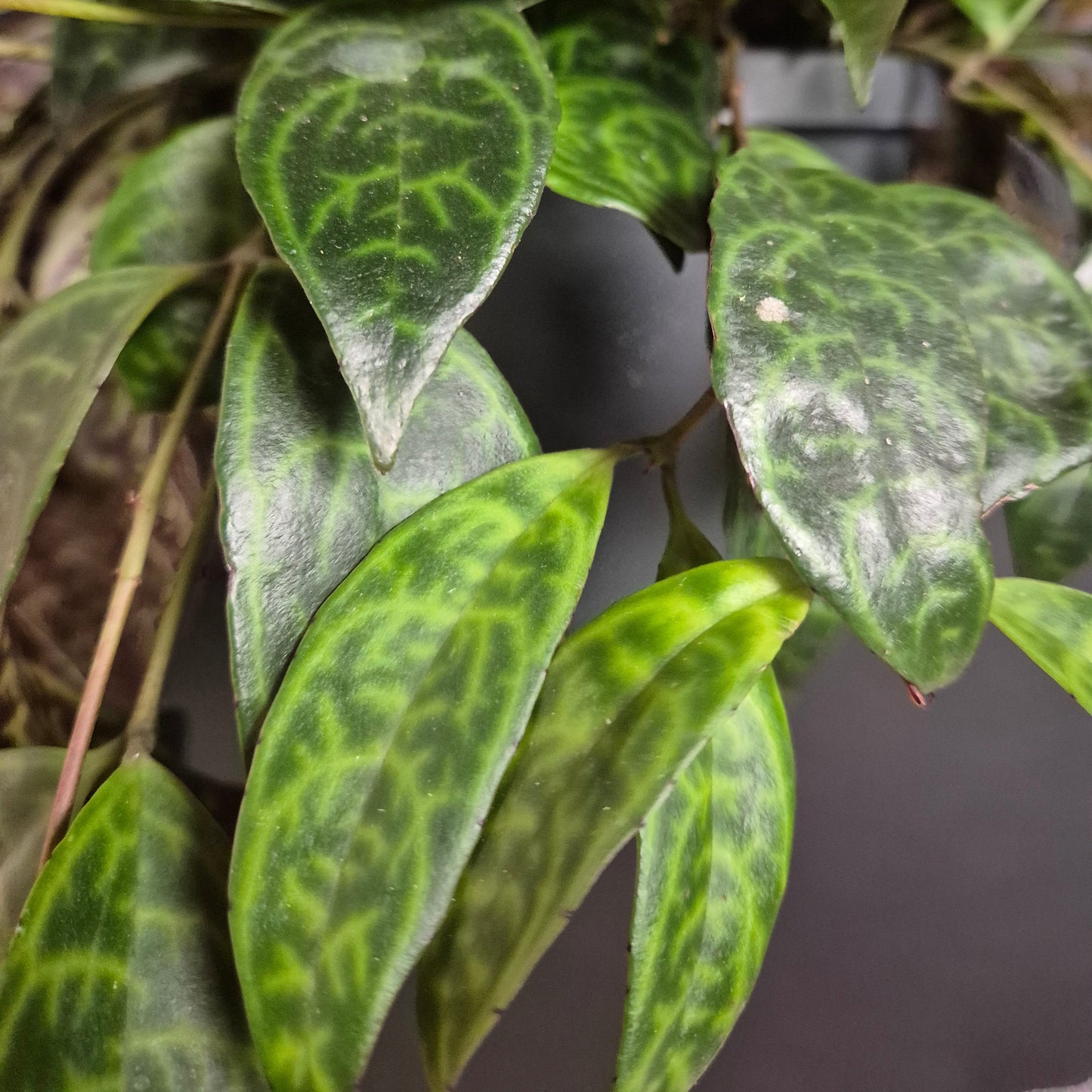 Close-up of the leaves on the Aeschynanthus marmoratus. Green with glossy, elongated leaves featuring a prominent light green to white marbled pattern, set against a dark, out-of-focus background.